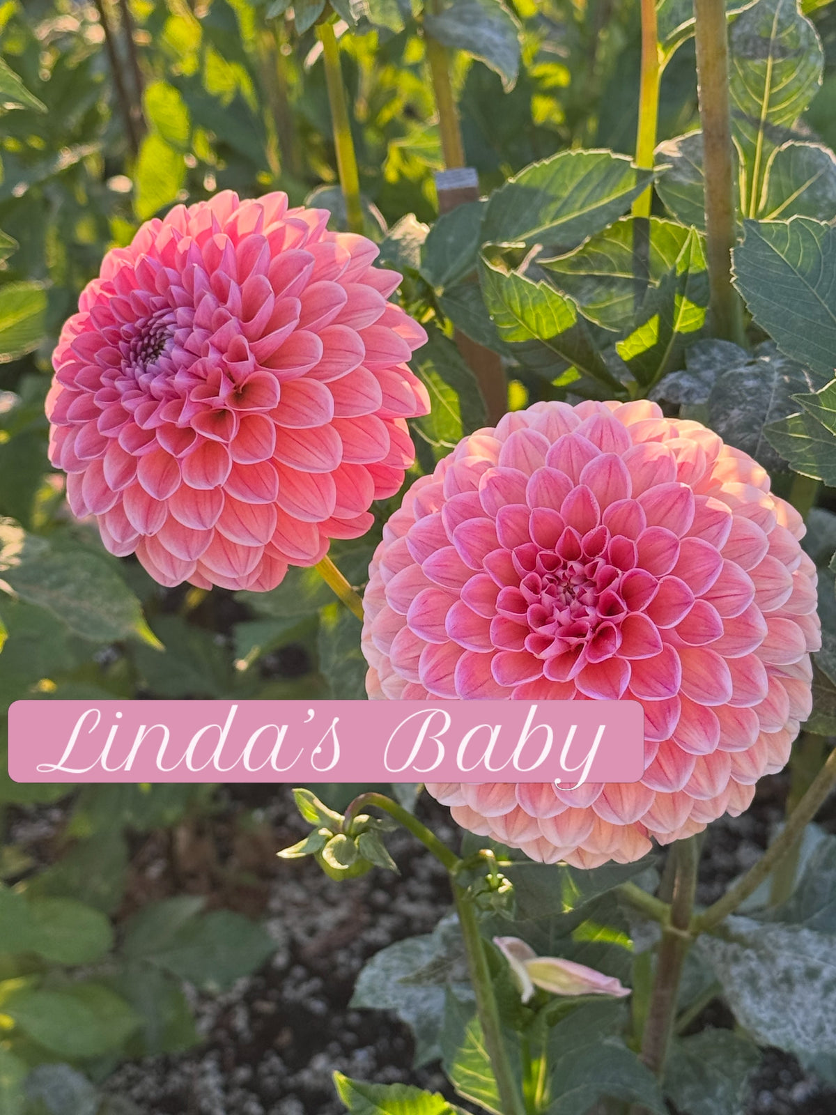 Linda's Baby
