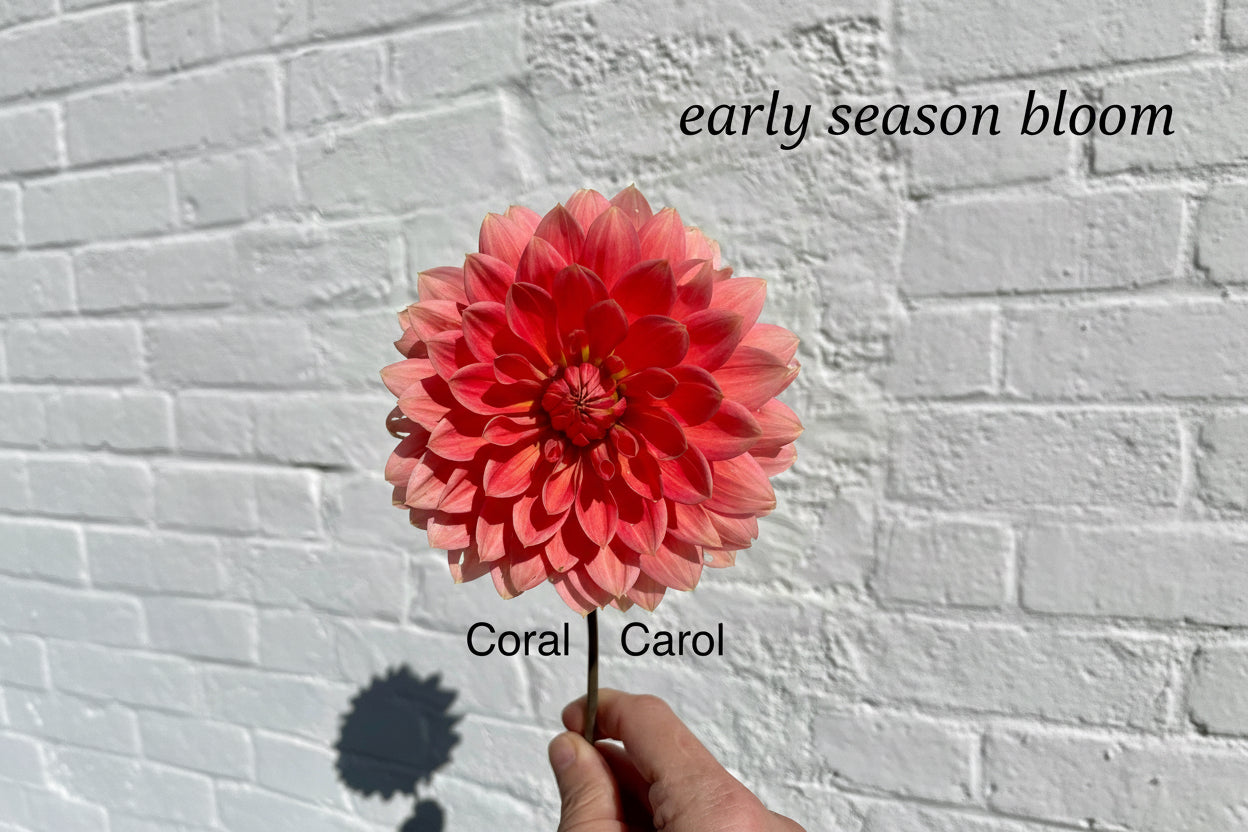 Coral Carol