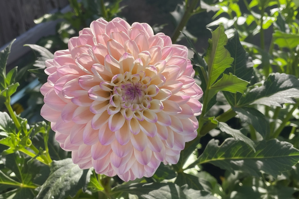 Tahoma Kelli