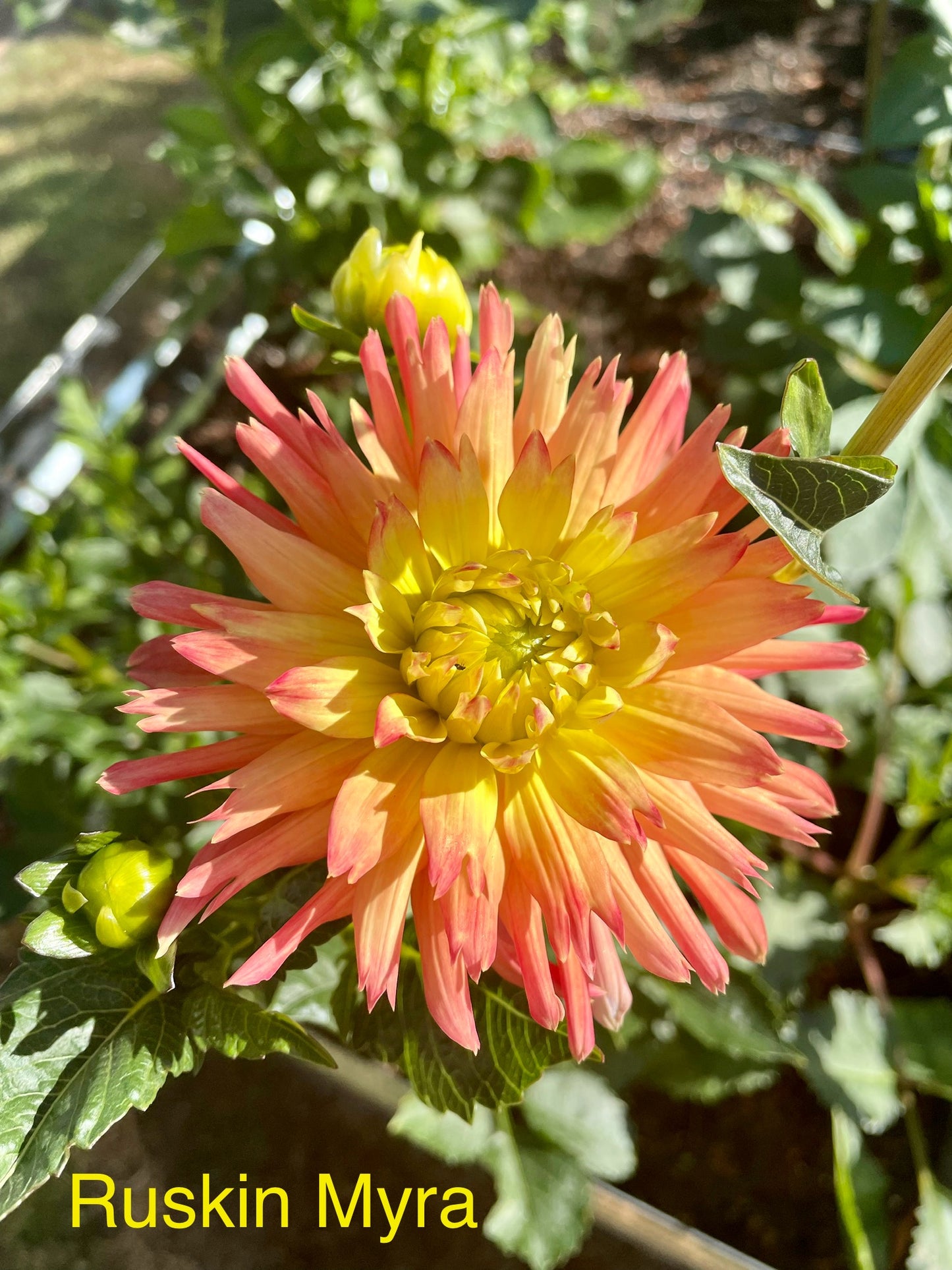 Ruskin Myra