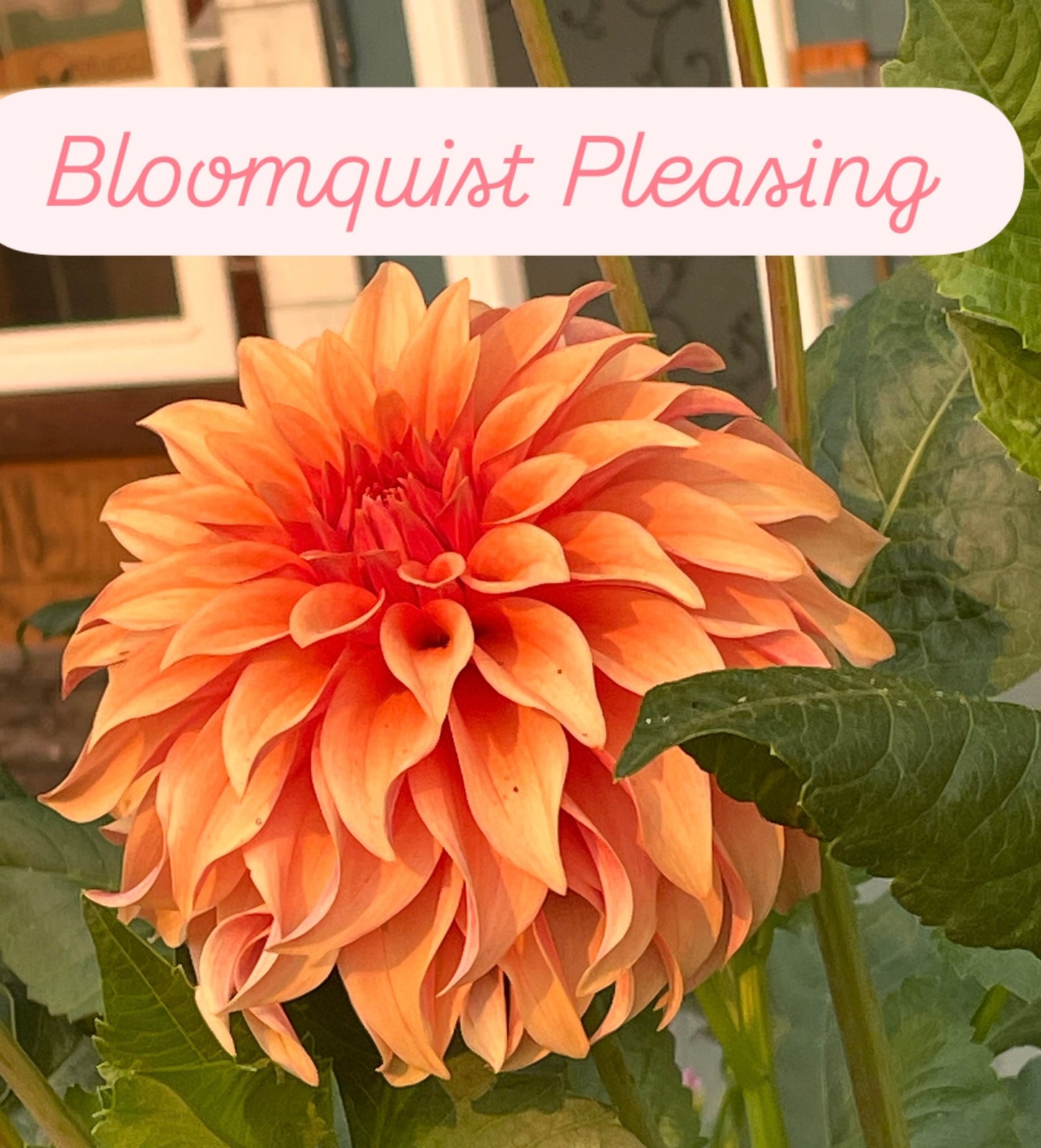 Bloomquist Pleasing