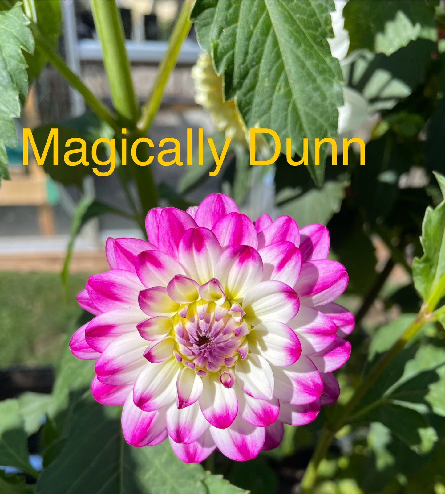 Magically Dunn