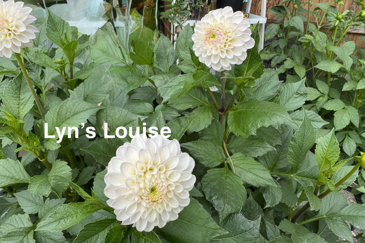 Lyn's Louise