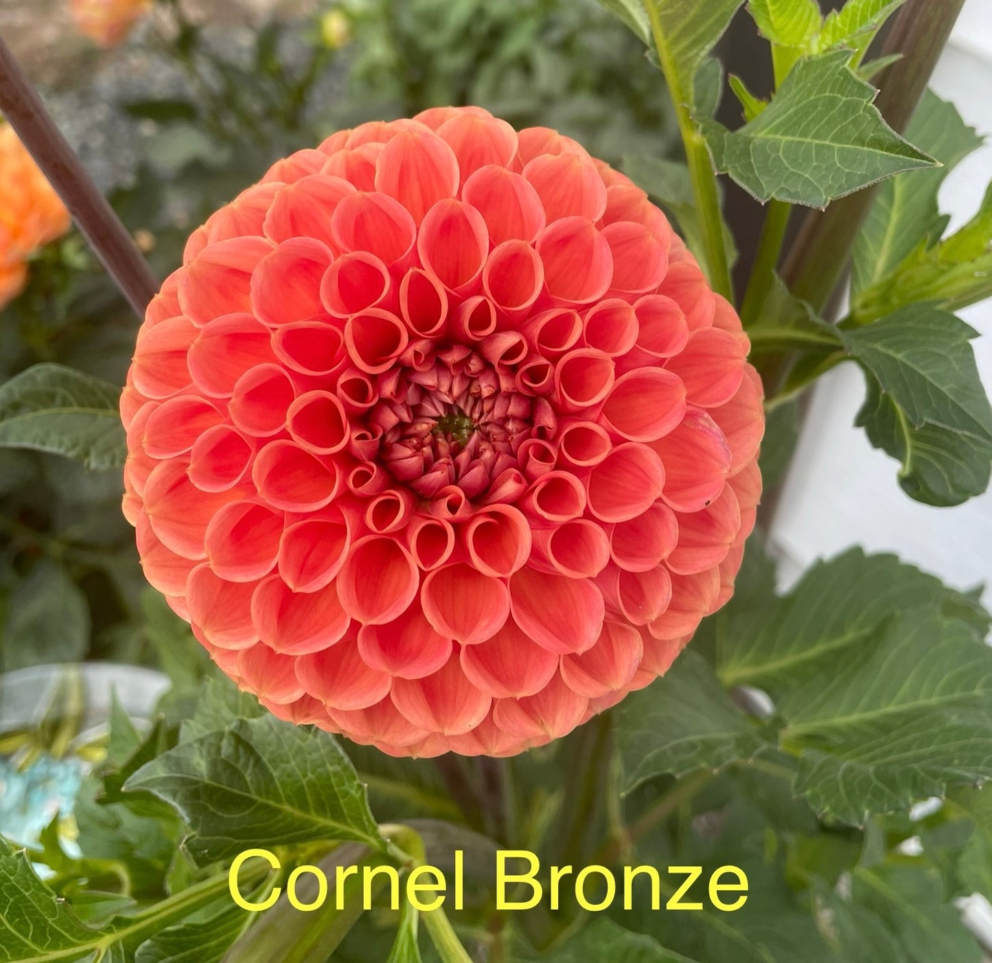 Cornel Bronze
