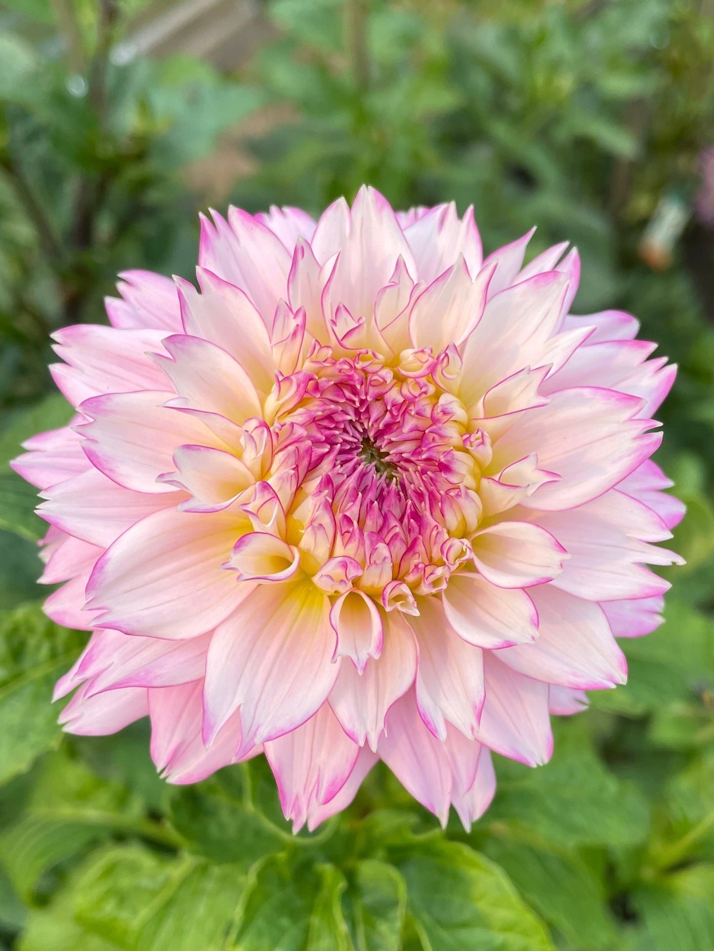 HollyHill Pinkie
