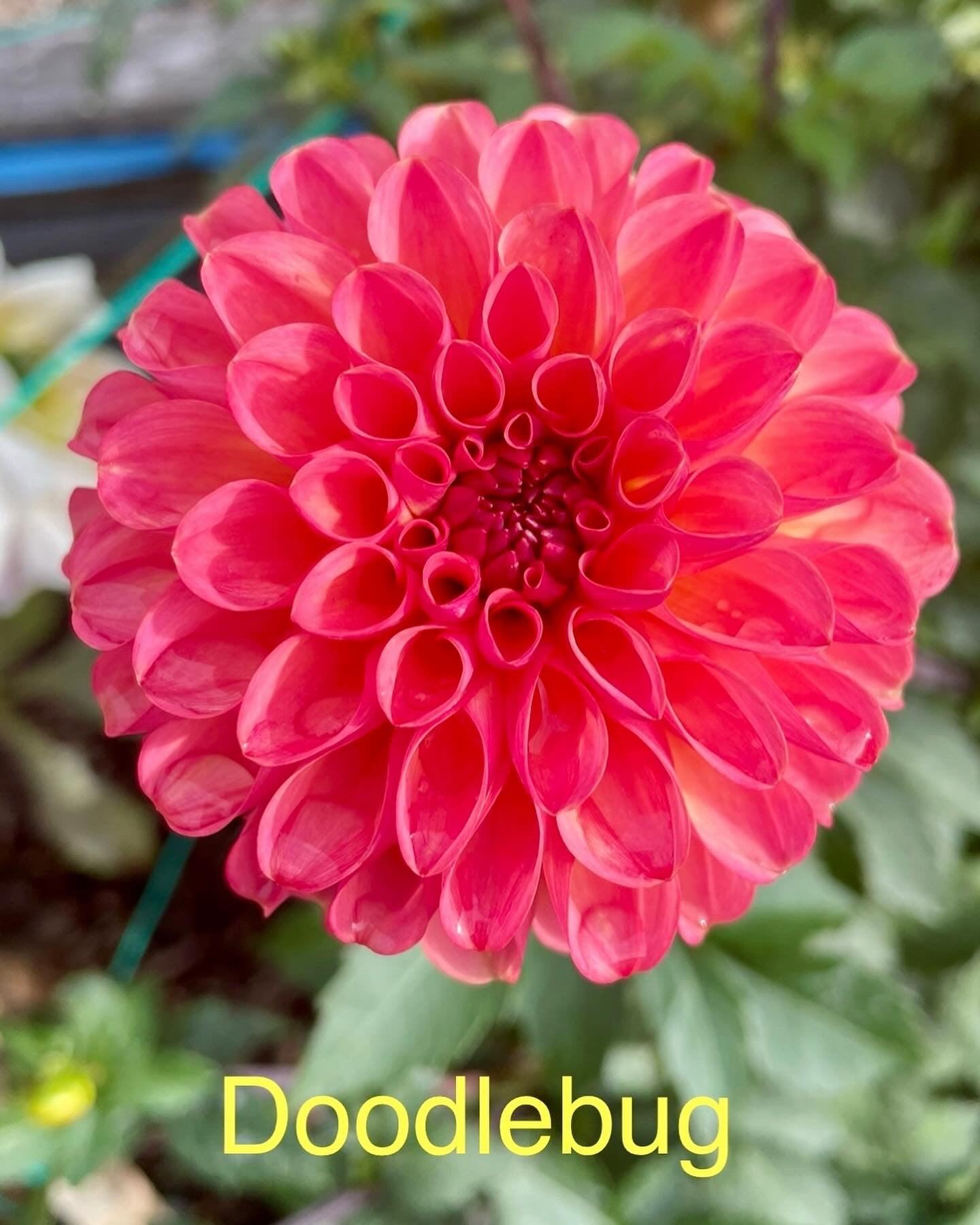Doodlebug
