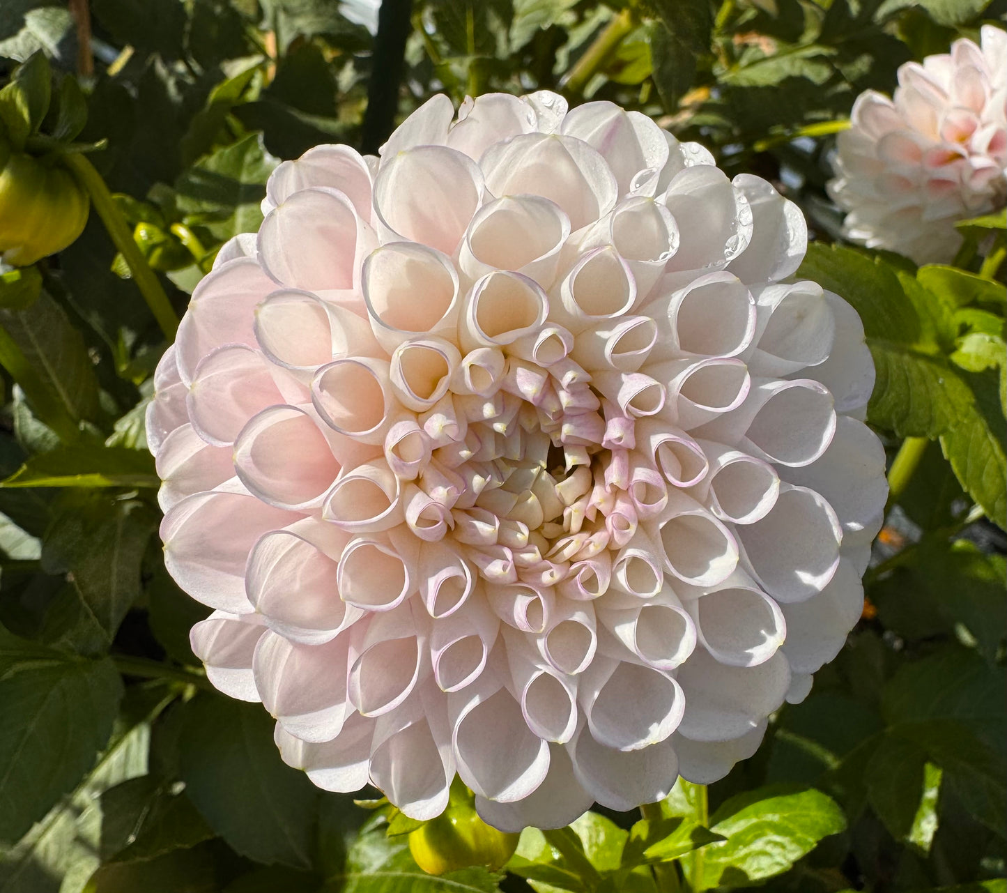 Pink Pearl