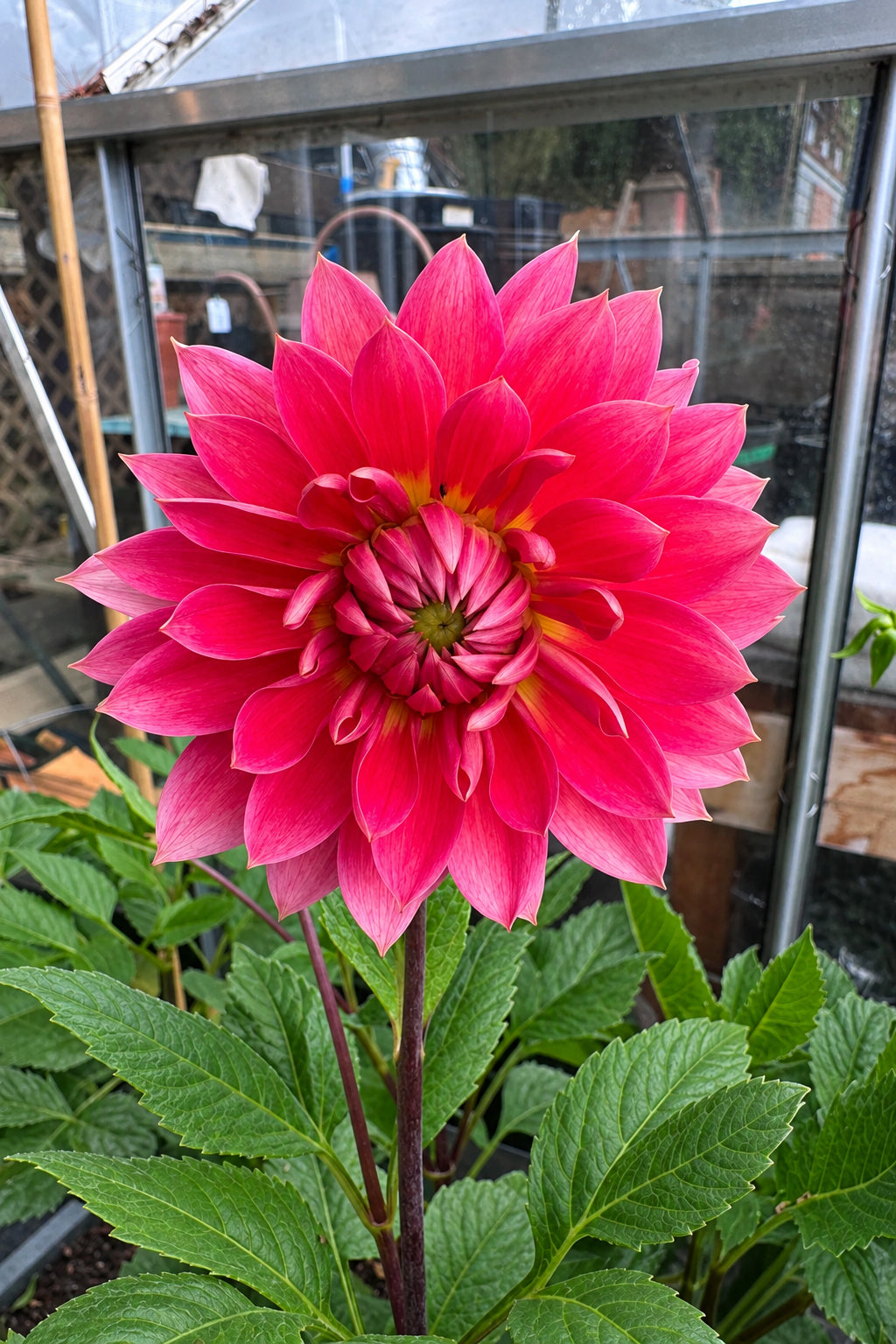 Coral Carol