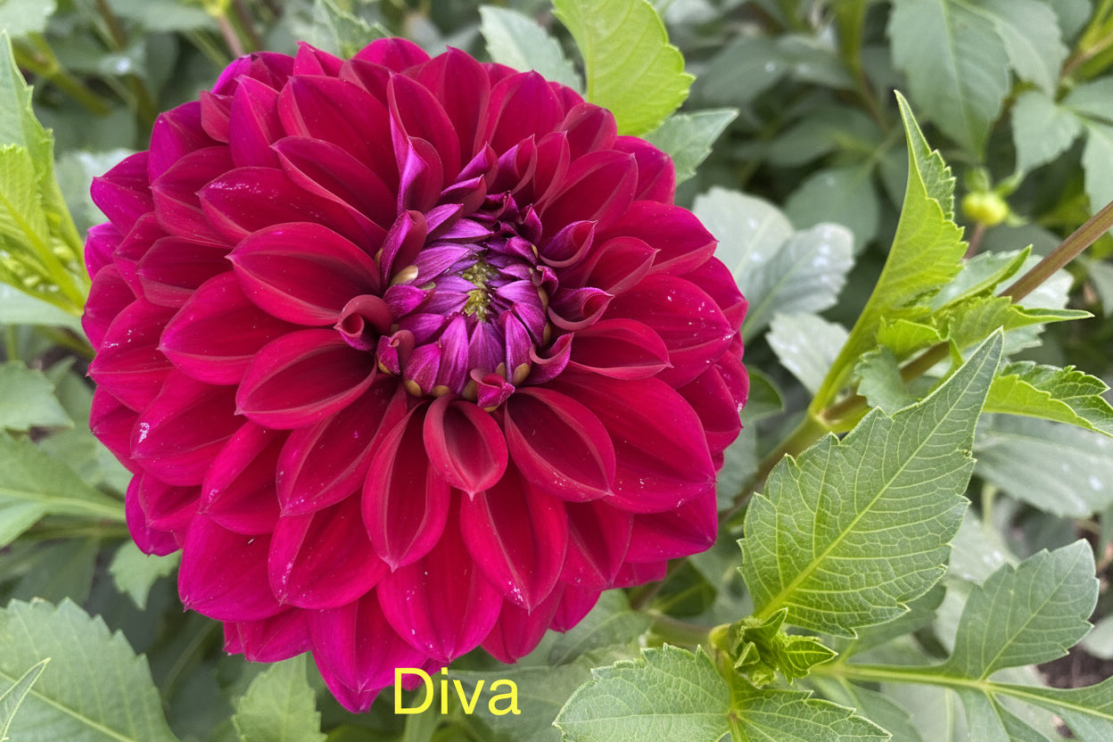 Diva