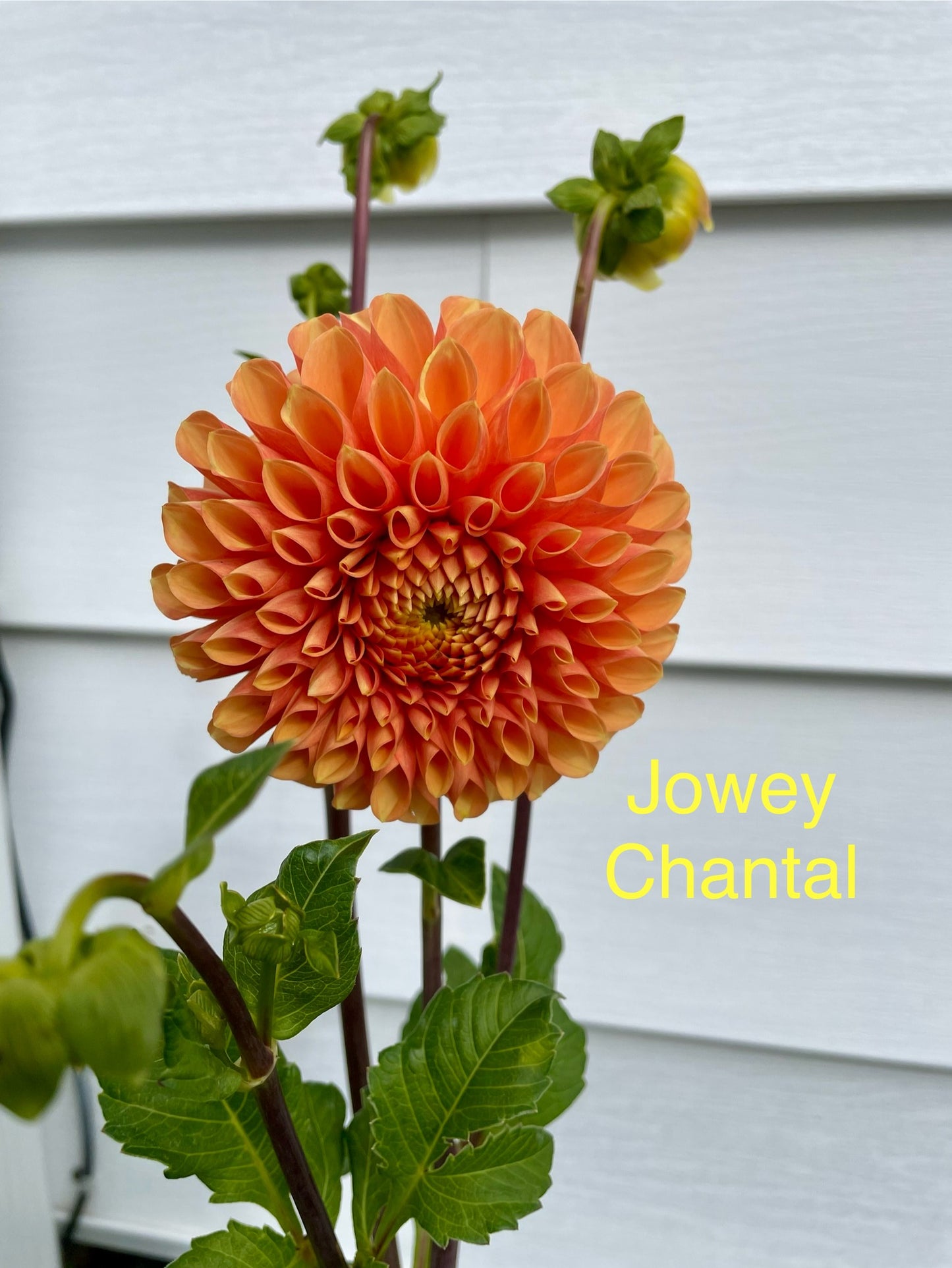 Jowey Chantal