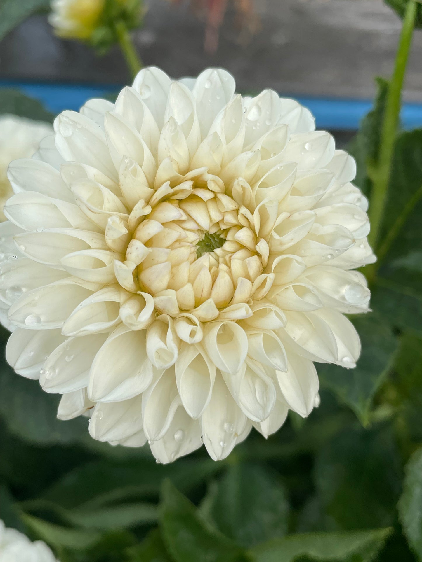 Ferncliff Pearl