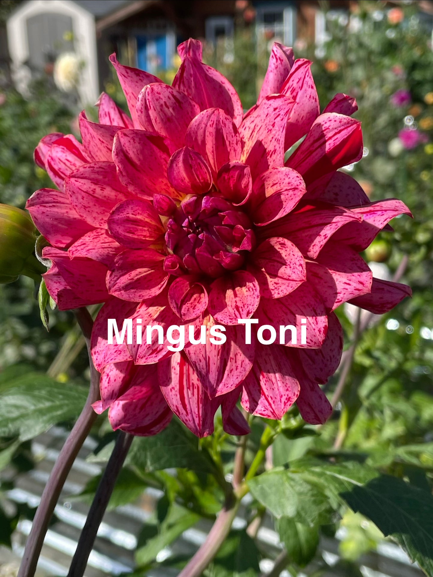 Mingus Toni