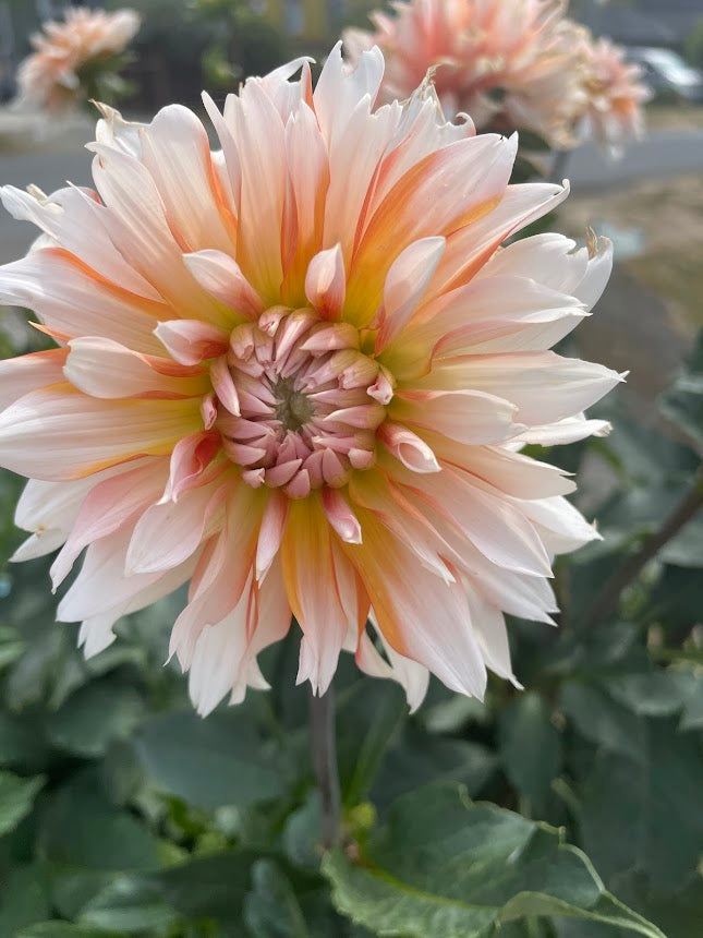 Apelsini Sniega (aka Orange & Snow)