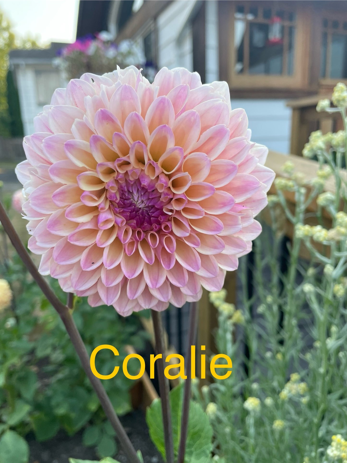 Coralie