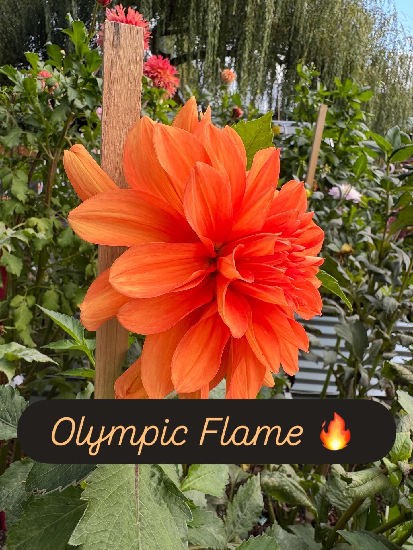 Olympic Flame (Swan's)
