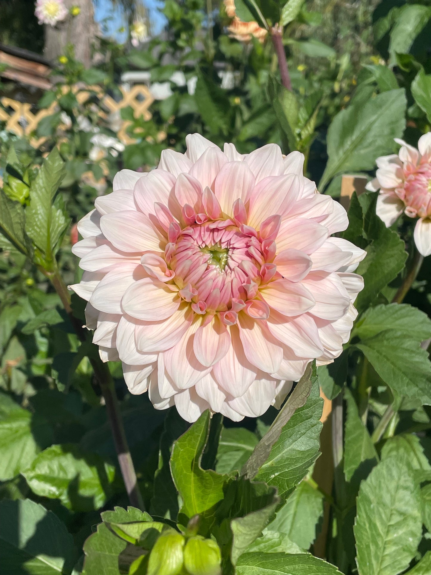 Apple Blossom Double