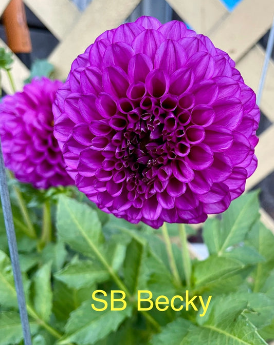SB Becky