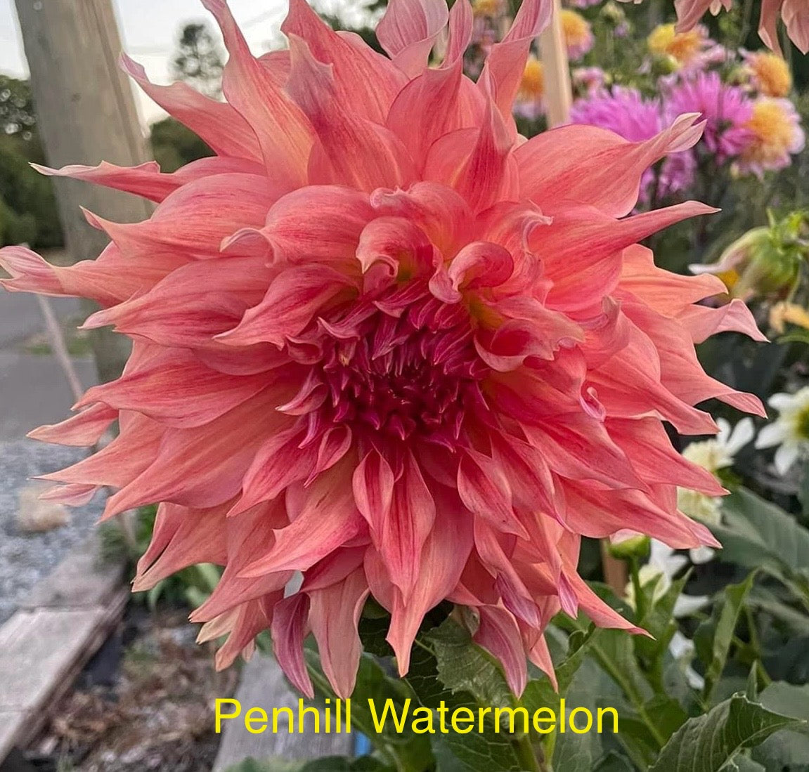 Penhill Watermelon