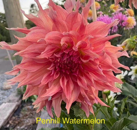 Penhill Watermelon
