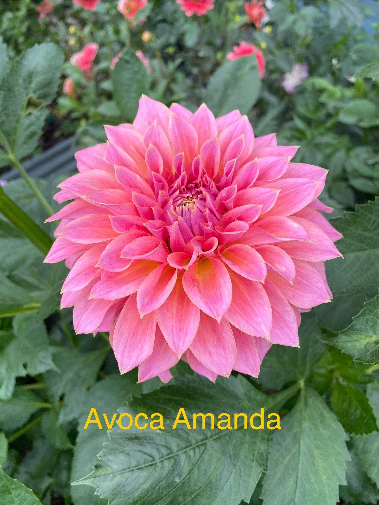 Avoca Amanda