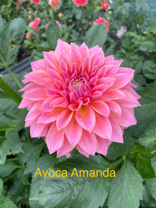 Avoca Amanda