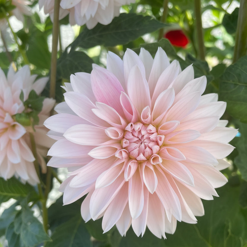 Budapest Blush