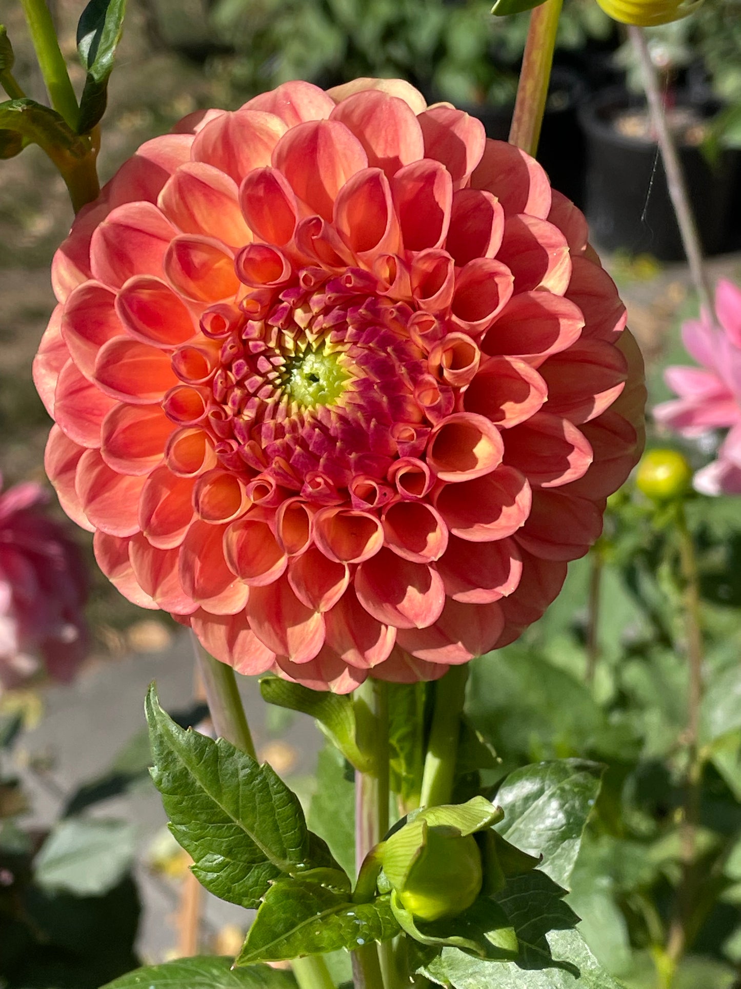 Snoho Doris