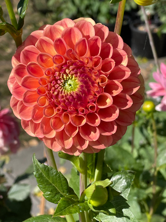 Snoho Doris