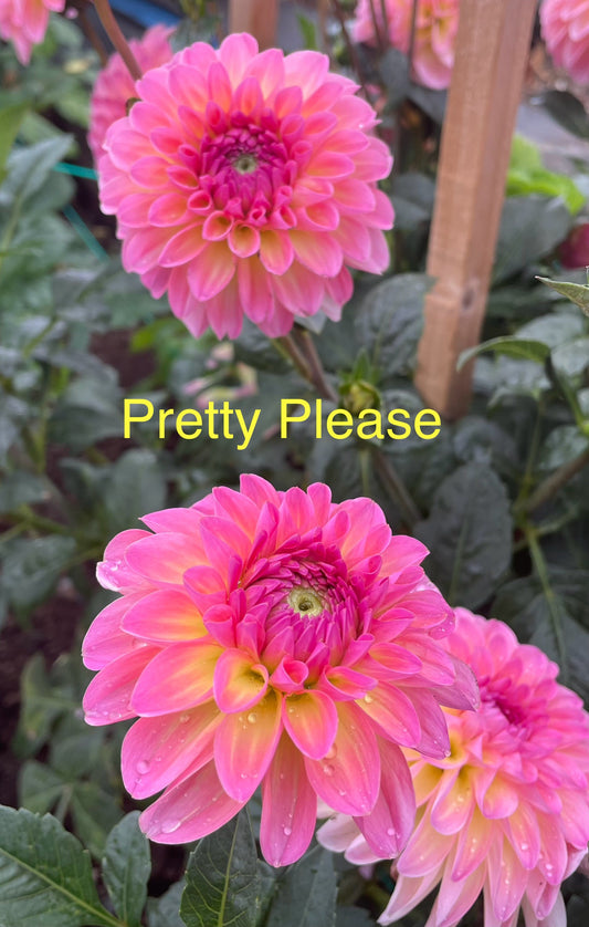 Pretty Please