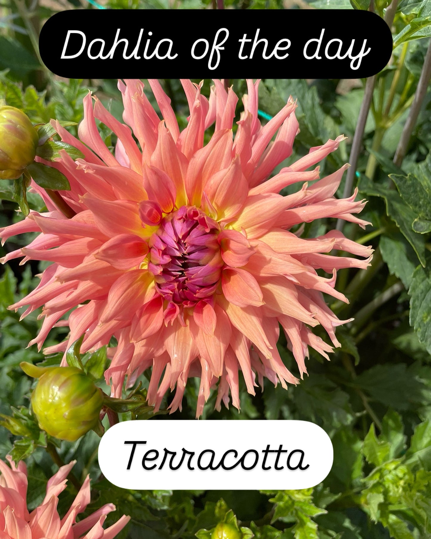 Terracotta