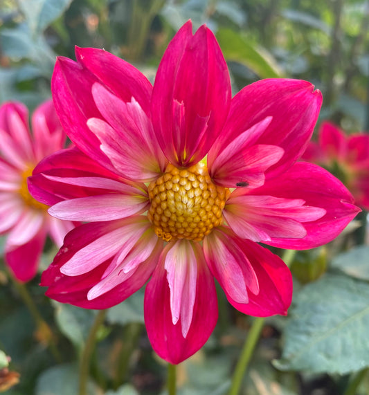 Cherry Star