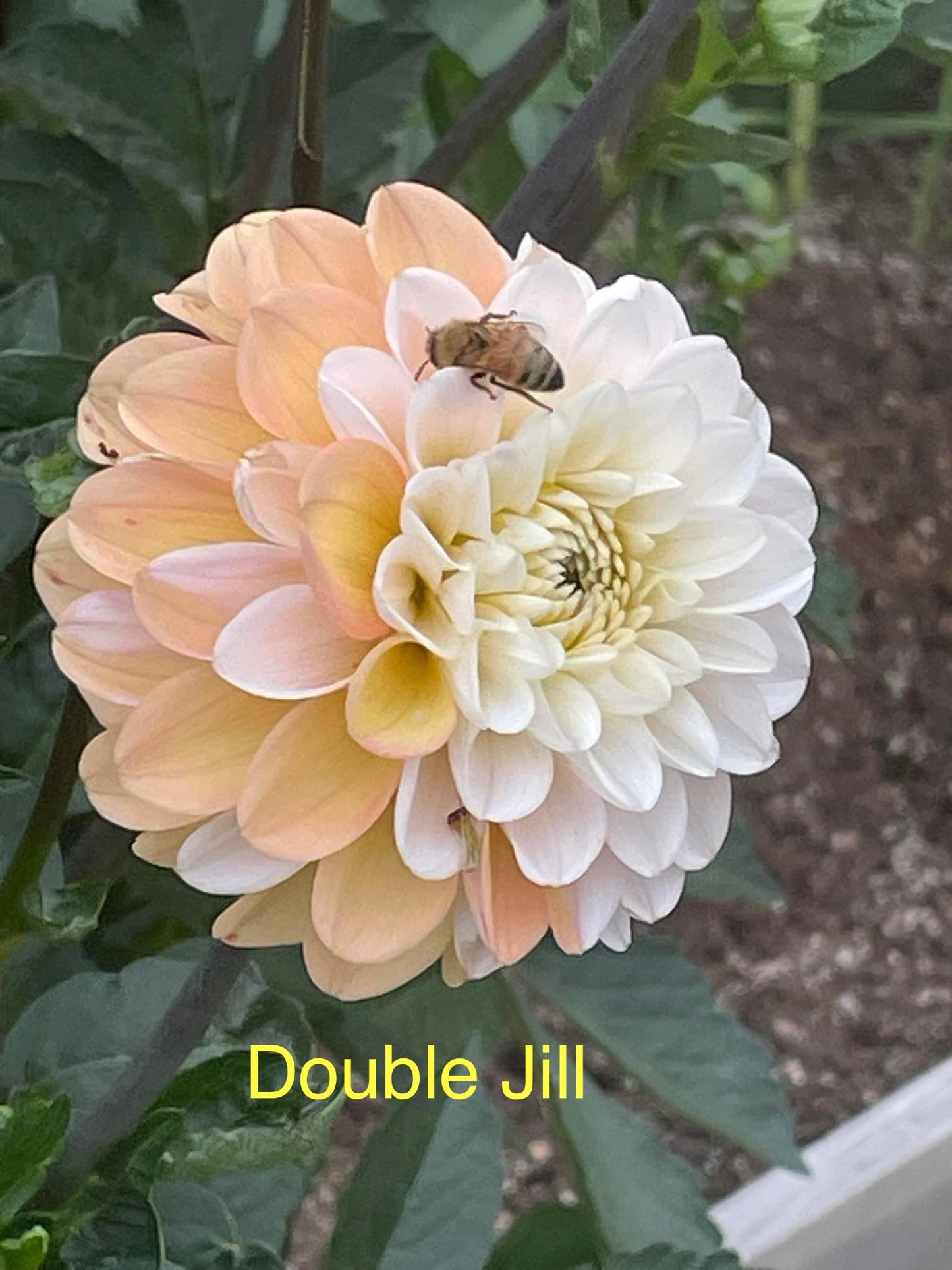 Double Jill