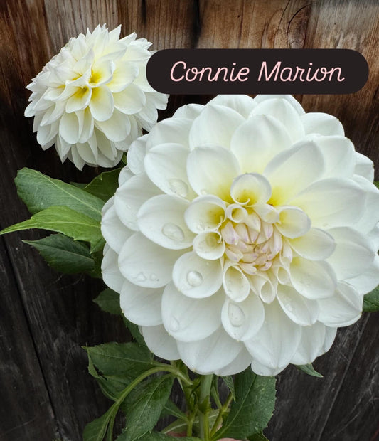 Connie Marion