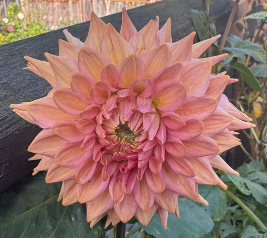 La Belle Epoque