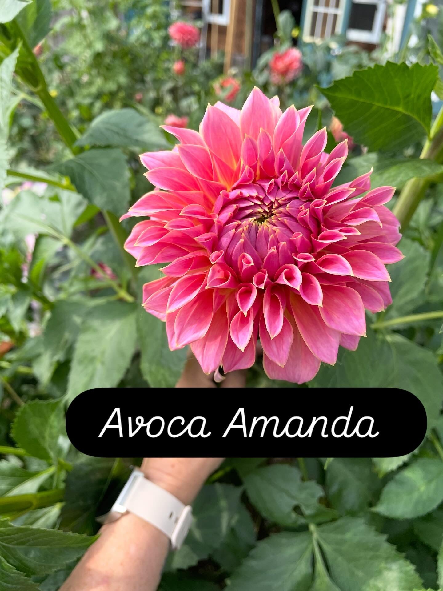 Avoca Amanda