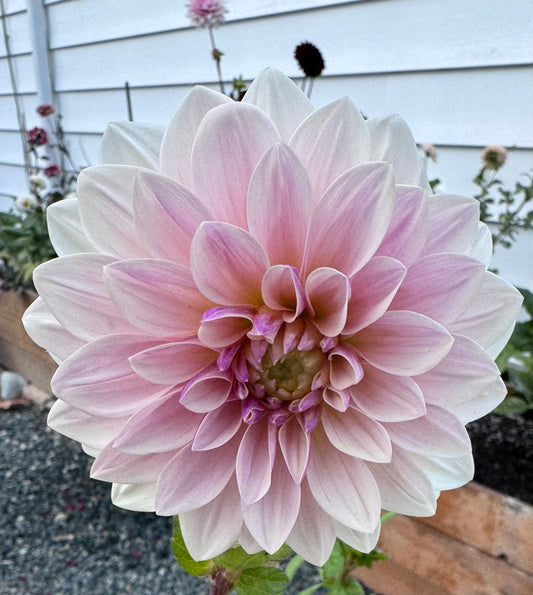 Florelie Antique
