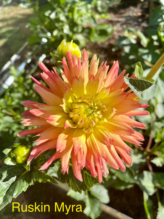 Ruskin Myra