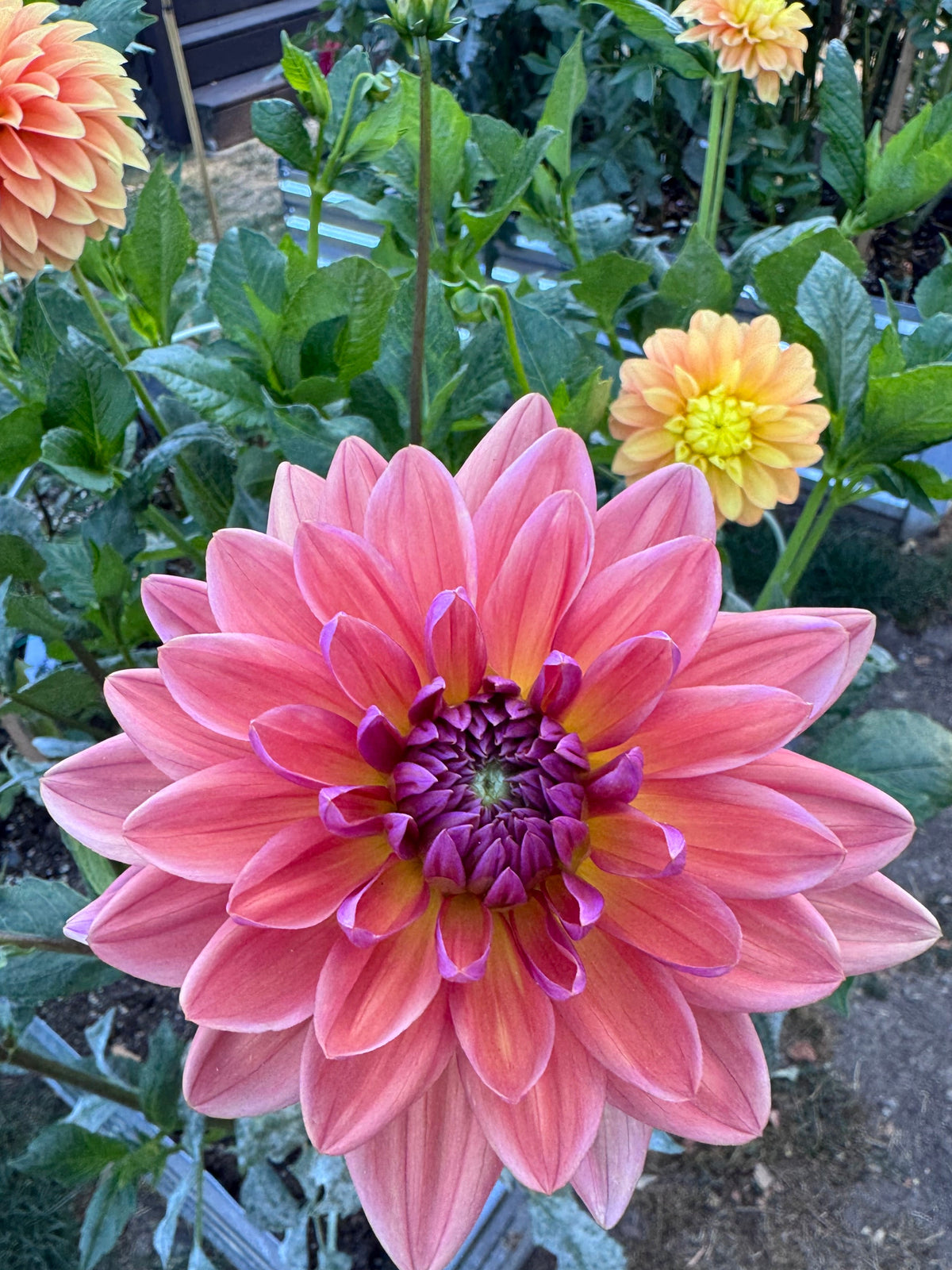 Dutch Pearl