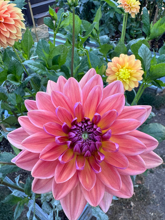 Dutch Pearl