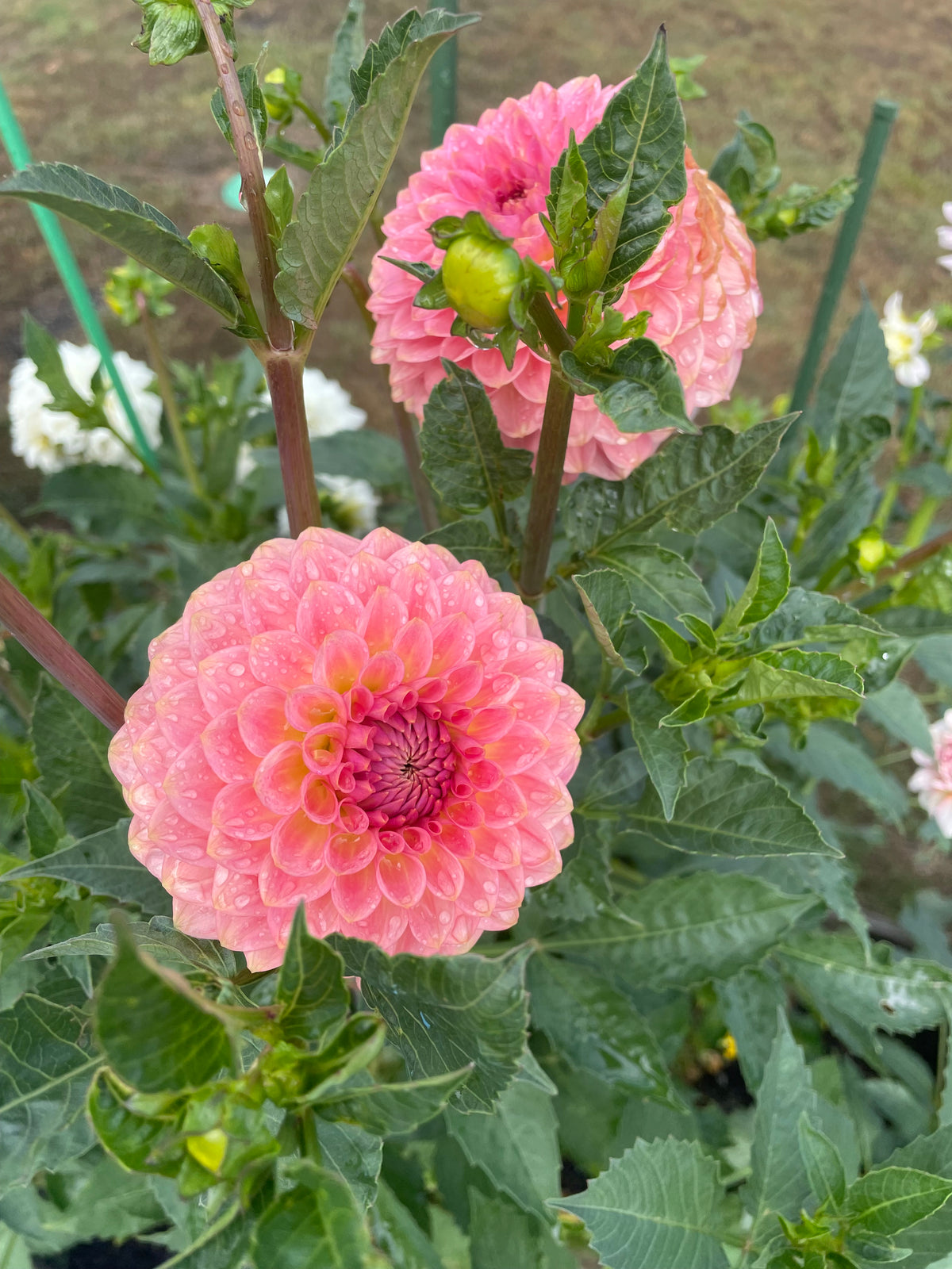20th Avenue Softer Peach
