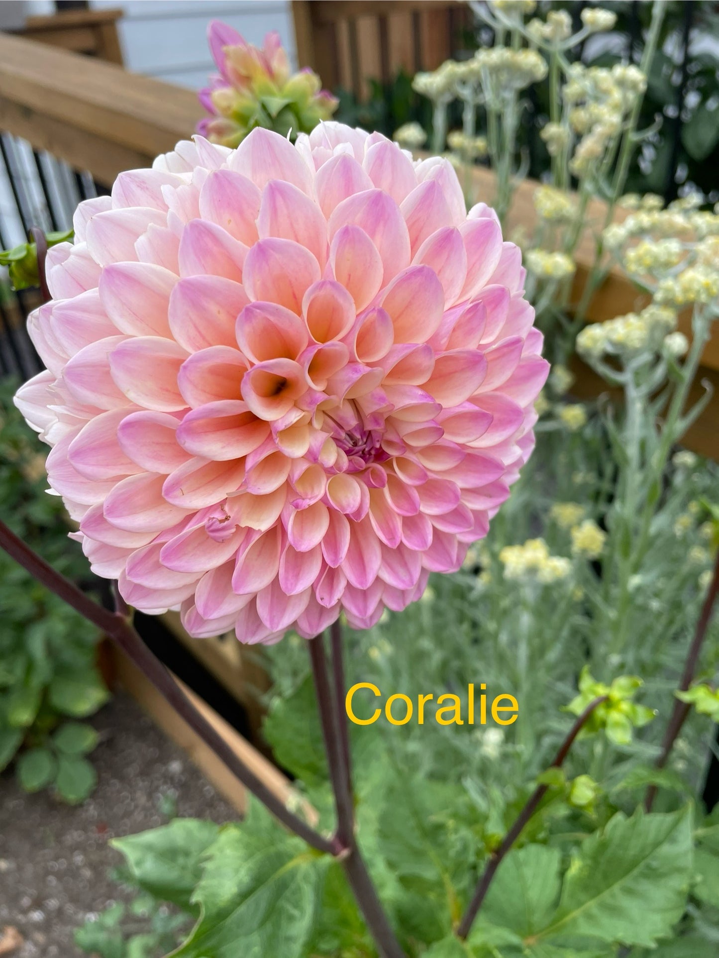 Coralie