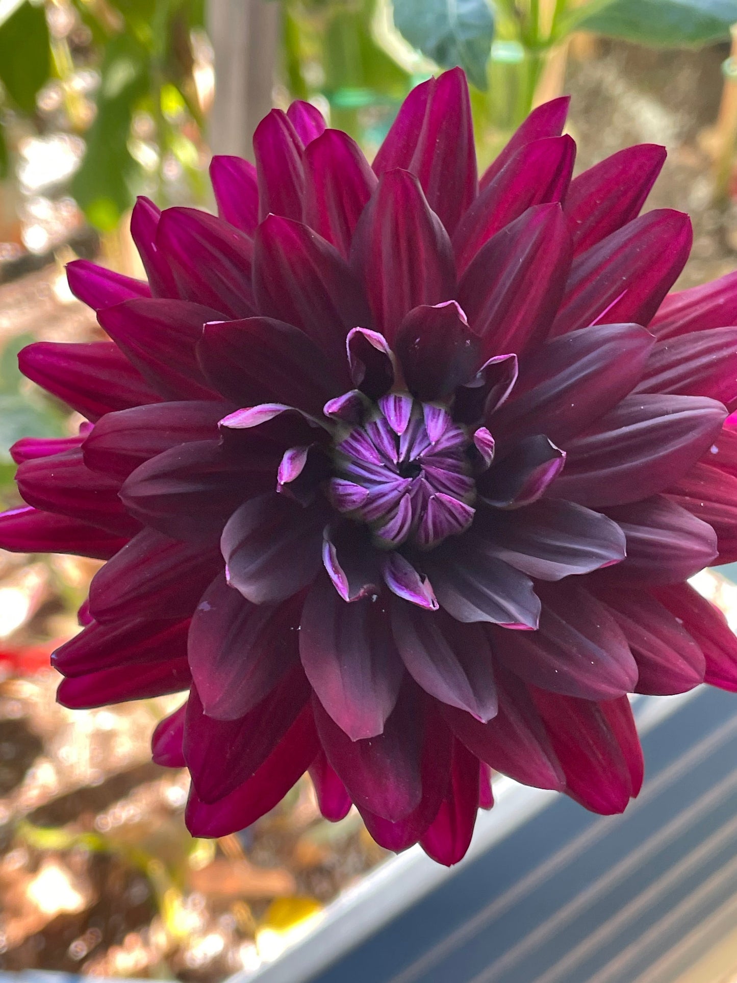 Hollyhill Black Beauty