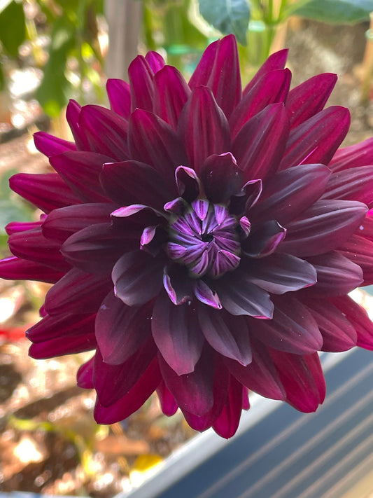 Hollyhill Black Beauty