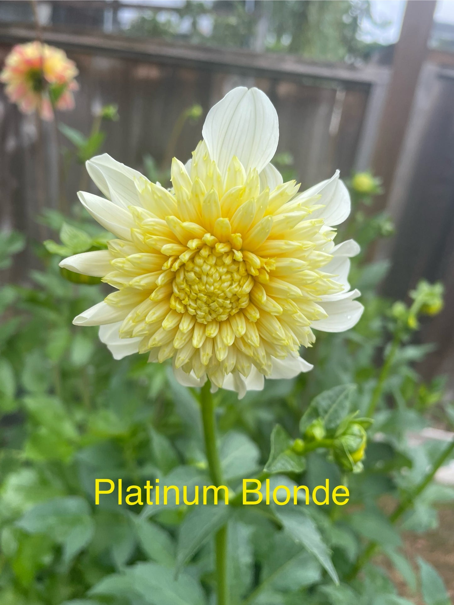Platinum Blonde