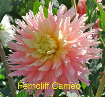 Ferncliff Cameo