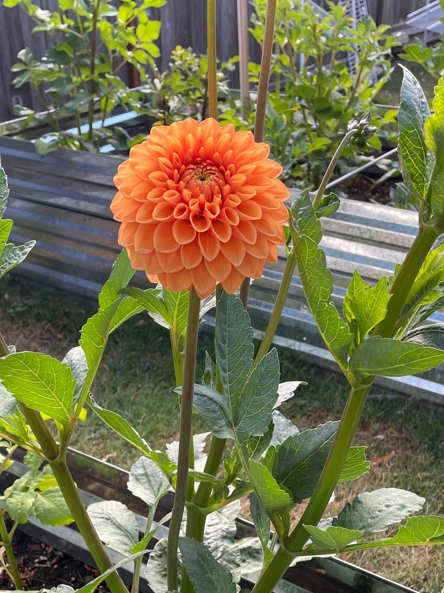 Sylvia (Maarn)
