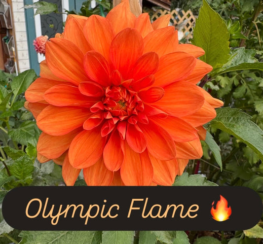 Olympic Flame (Swan's)