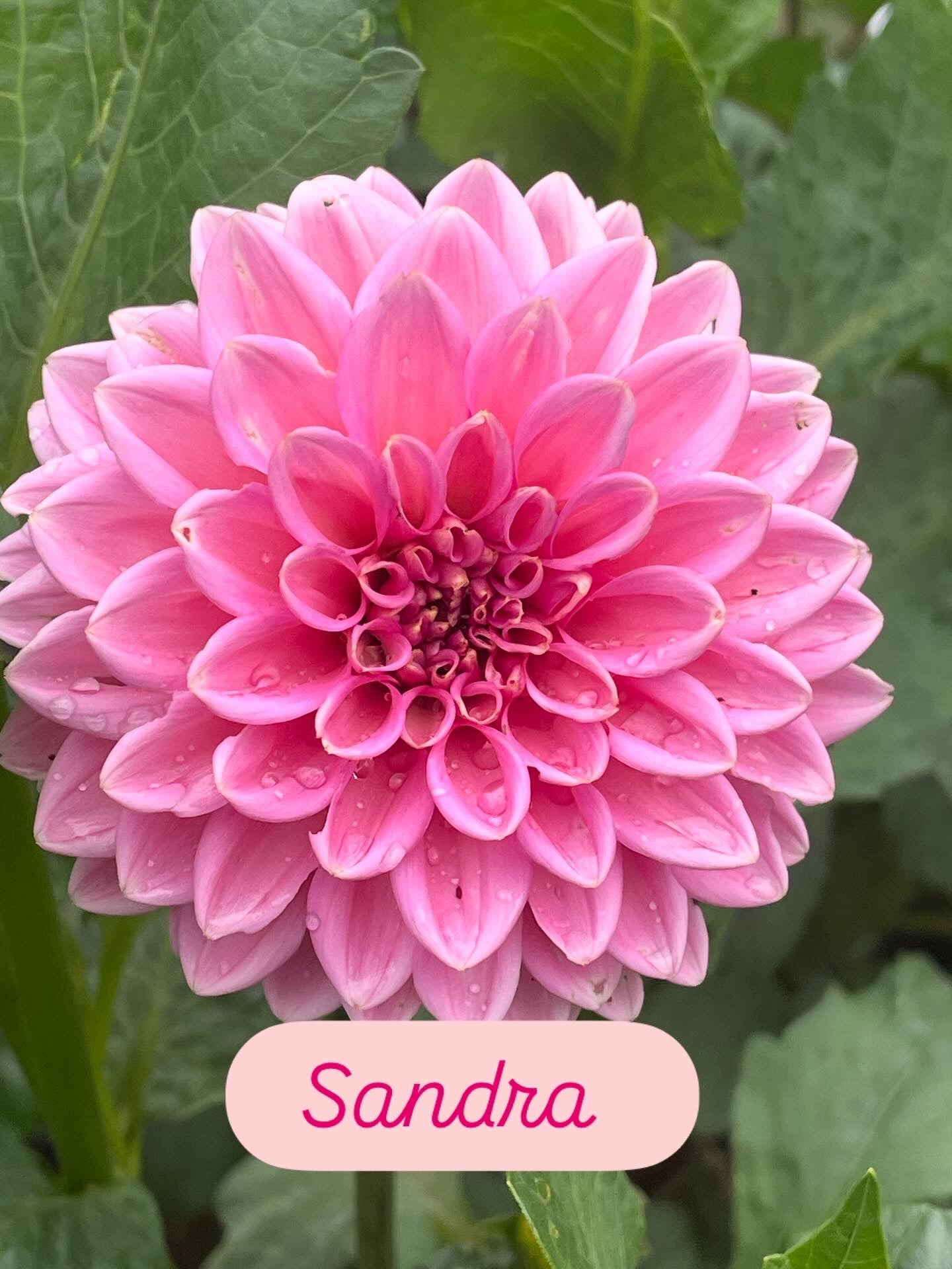 Sandra/Pink Sylvia