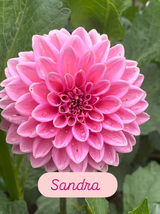 Sandra/Pink Sylvia