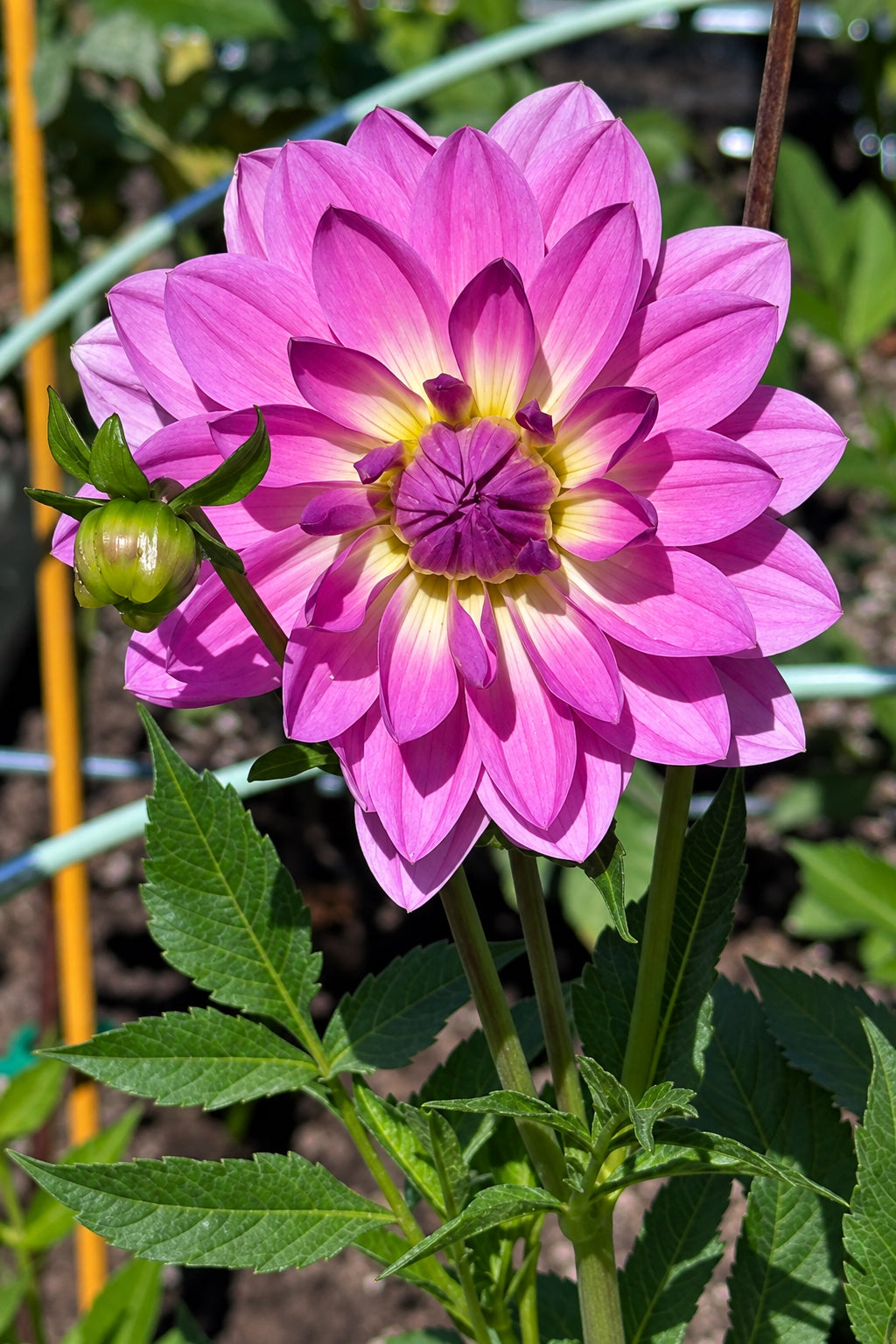 Chi Flamingo